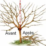Comment et quand tailler un grand cerisier trop haut