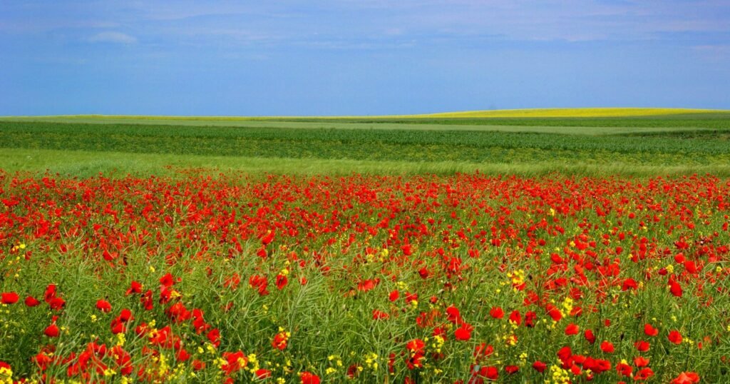 Champ de coquelicots en fleurs
