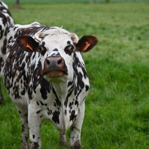Vaches normandes au pâturage dans une prairie verte