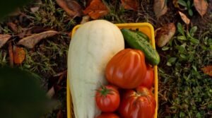 Panier de légumes de saison : courgettes, tomates et concombres