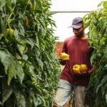 Maraîcher récoltant des poivrons sous serre