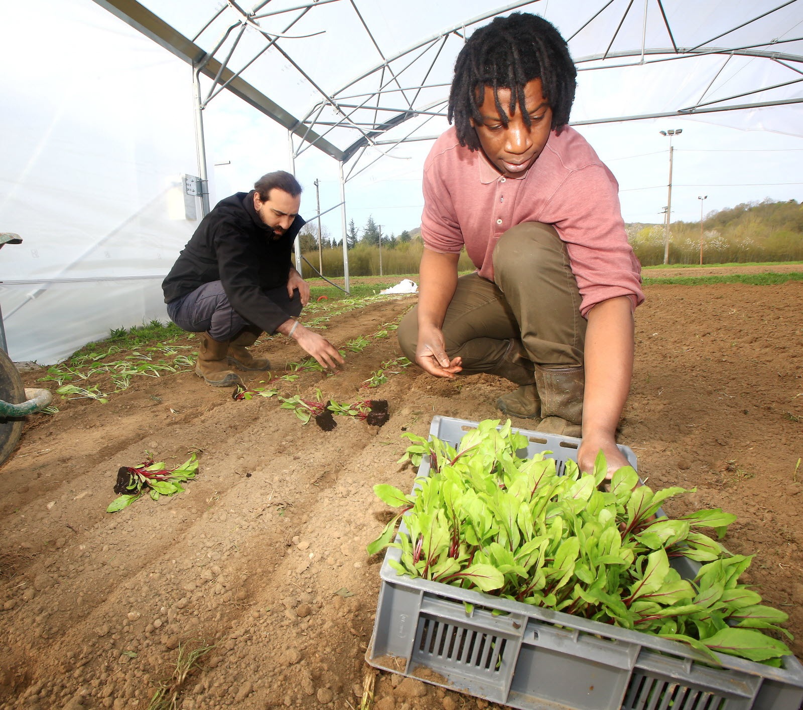 maraicher bio photos potager
