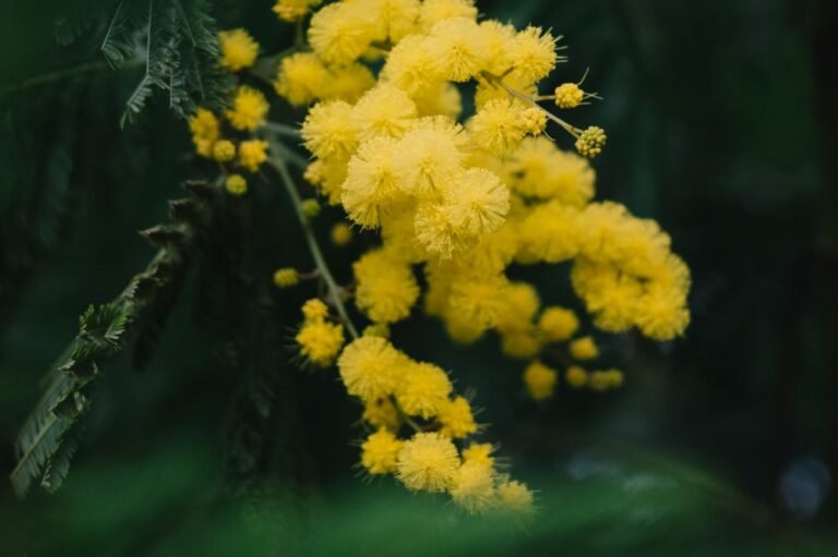 Branche de mimosa couverte de pompons jaunes