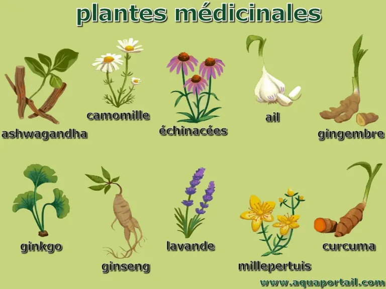 plantes-medicinales image