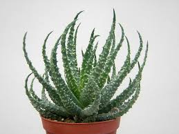Aloe humilis