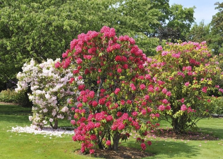 Rhododendron