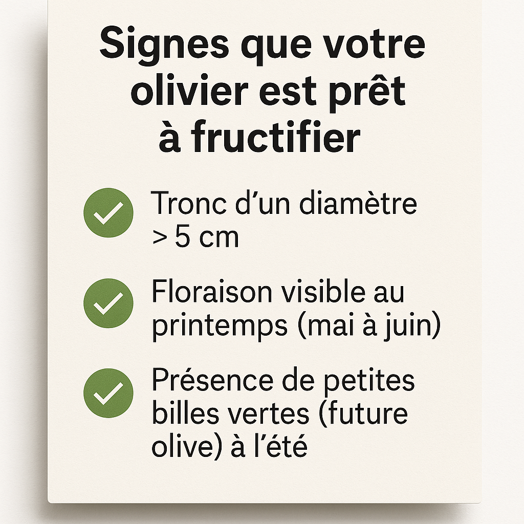 Signes que votre olivier est prêt à fructifie