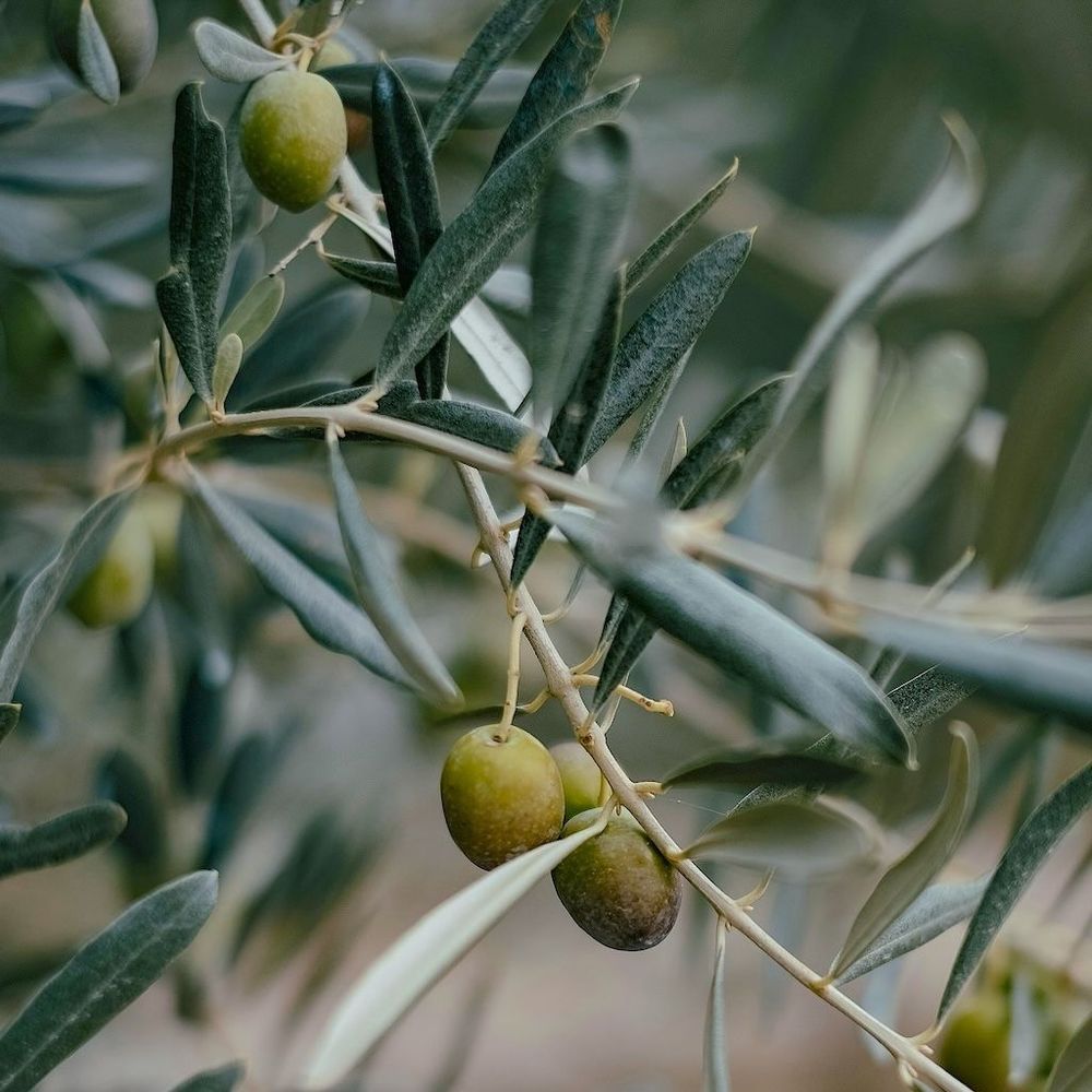 a quel age un olivier donne des olives