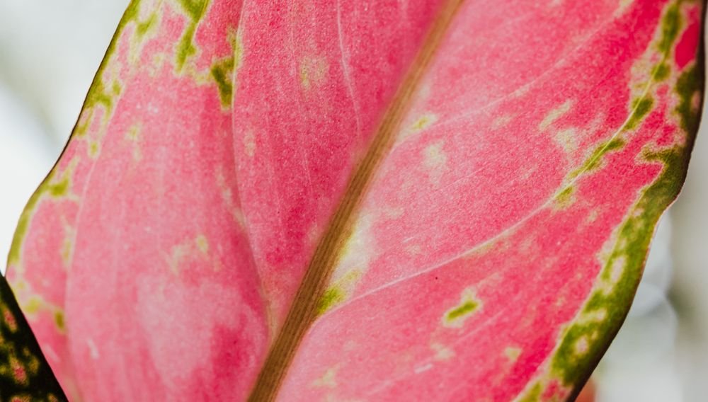 Feuille rose et verte d’aglaonema