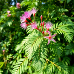 albizia toxique image
