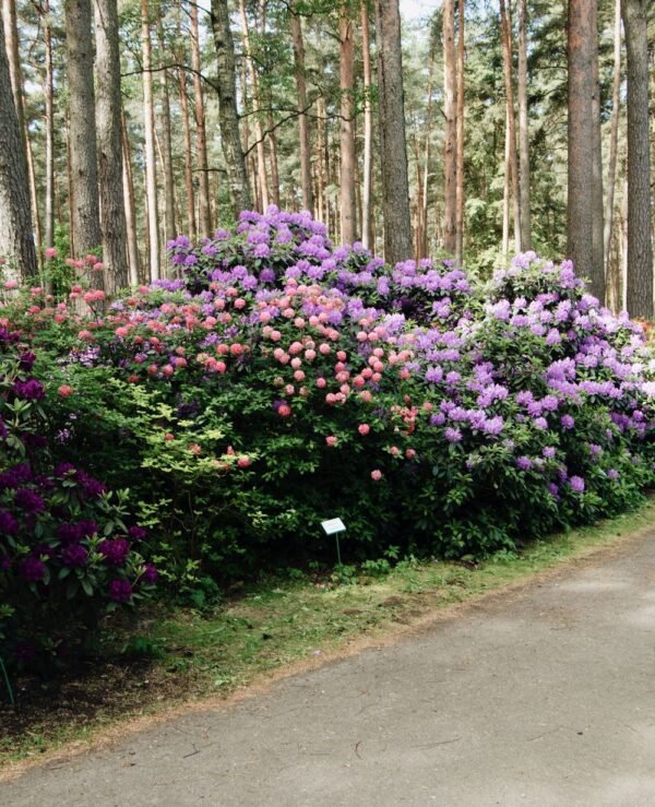 Allée bordée de rhododendrons en fleurs Allée bordée de rhododendrons en fleurs