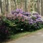 Allée bordée de rhododendrons en fleurs