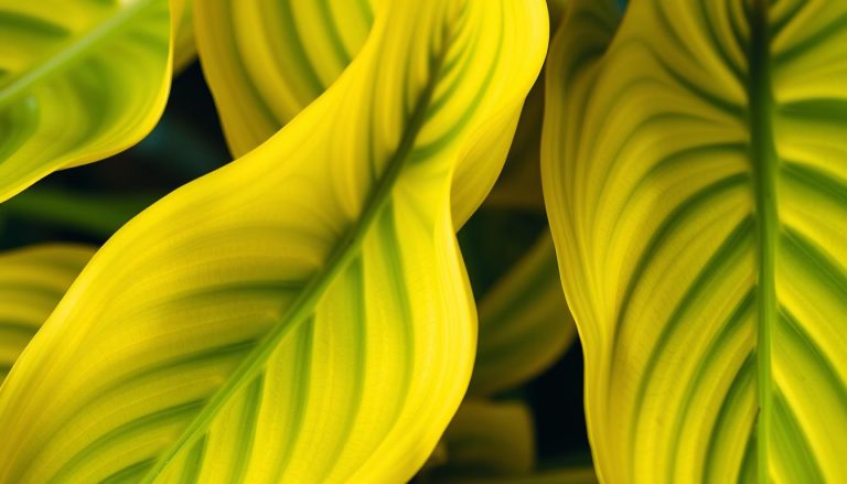 alocasia feuille jaune que faire
