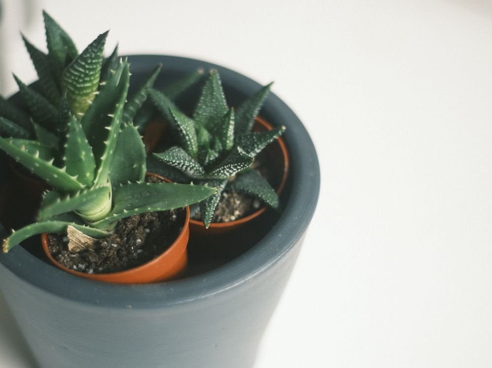 Aloe en pot vu de dessus