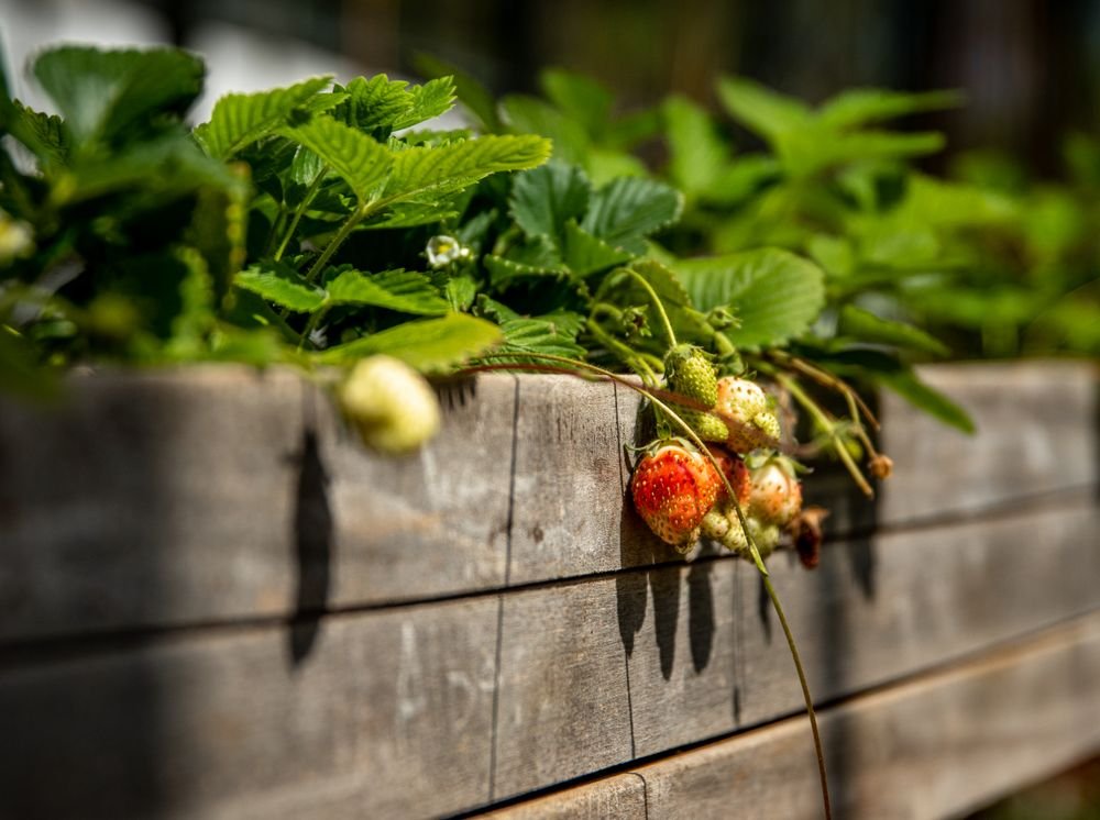 Carré potager en bois avec des plants de tomates
