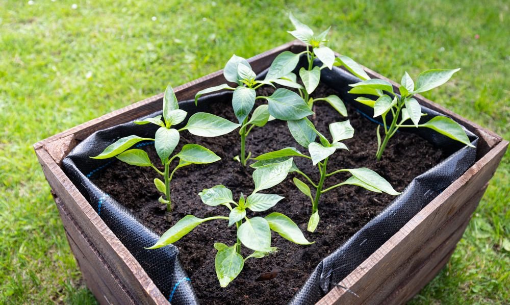 Jeunes plants dans un carré potager