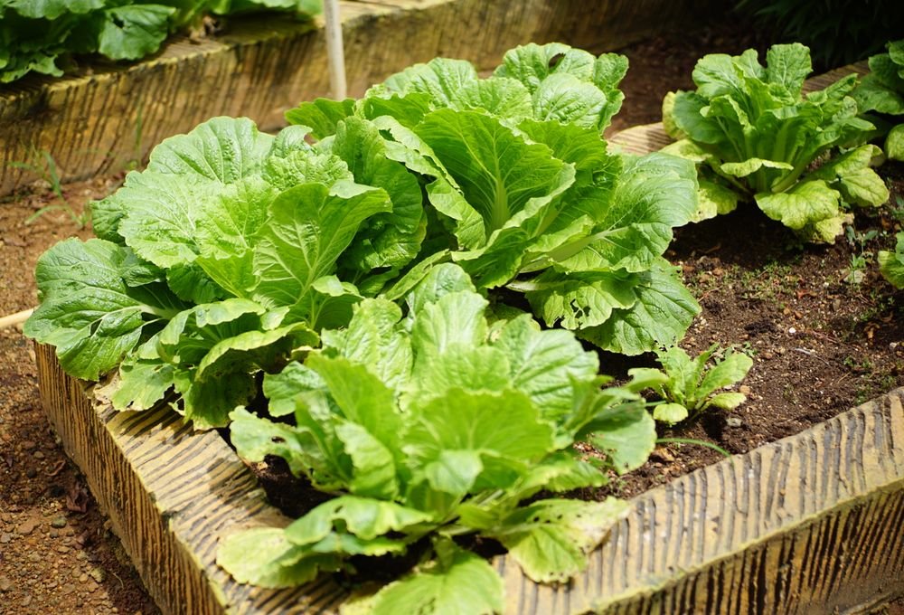 Salades cultivées dans un carré potager