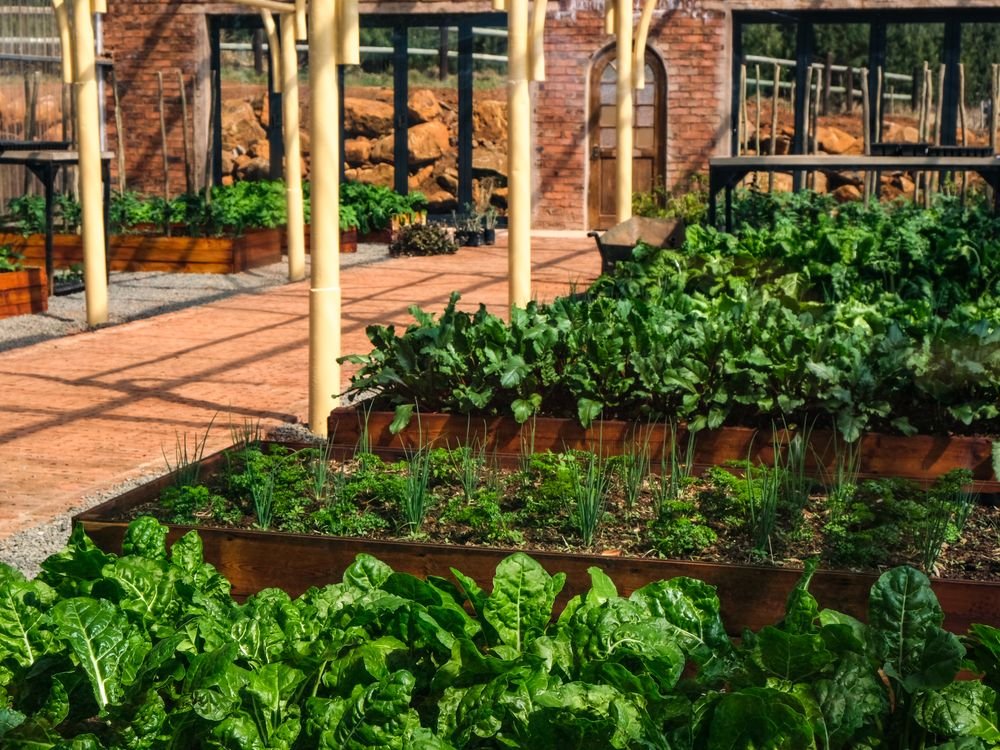 Carrés potagers surélevés le long d’une allée