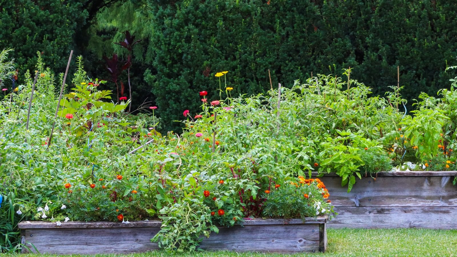 Carrés potagers surélevés garnis de légumes