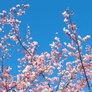 Branches de cerisier aux fleurs roses sur fond de ciel bleu