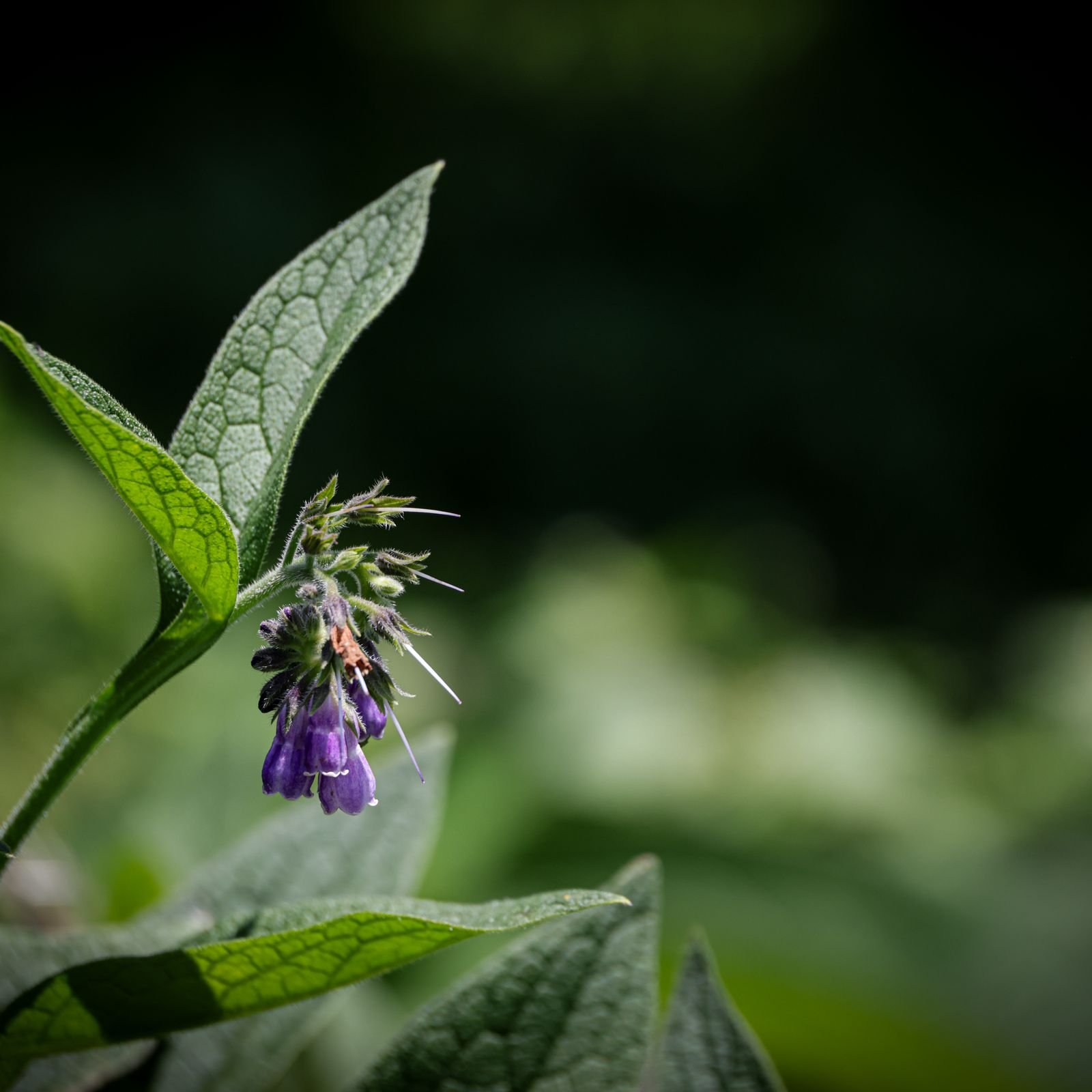 Consoude en fleur