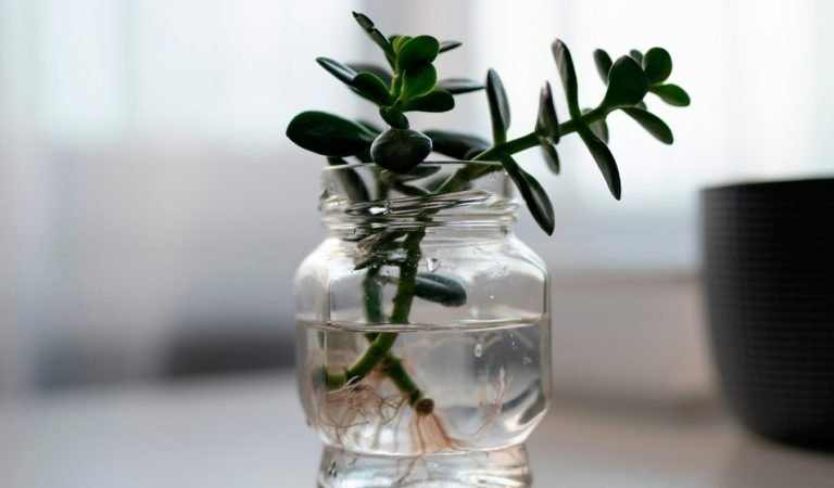 Comment faire une bouture d’Arbre de jade ?