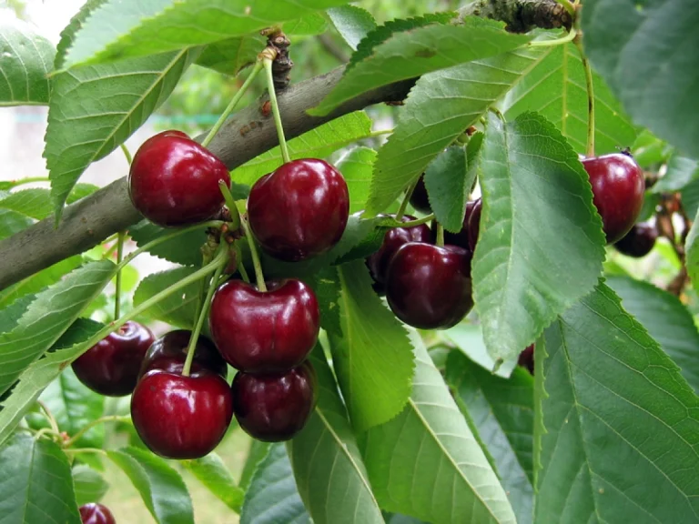 À quel âge un cerisier commence-t-il à produire des fruits ?