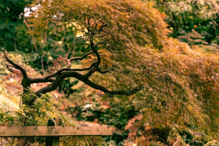 Érable du Japon au port étalé dans un jardin