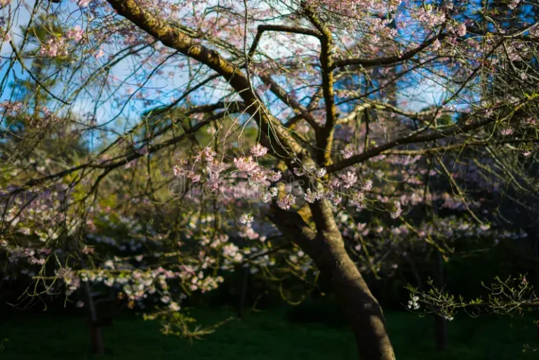 fleurs-de-cerisier-en-mars