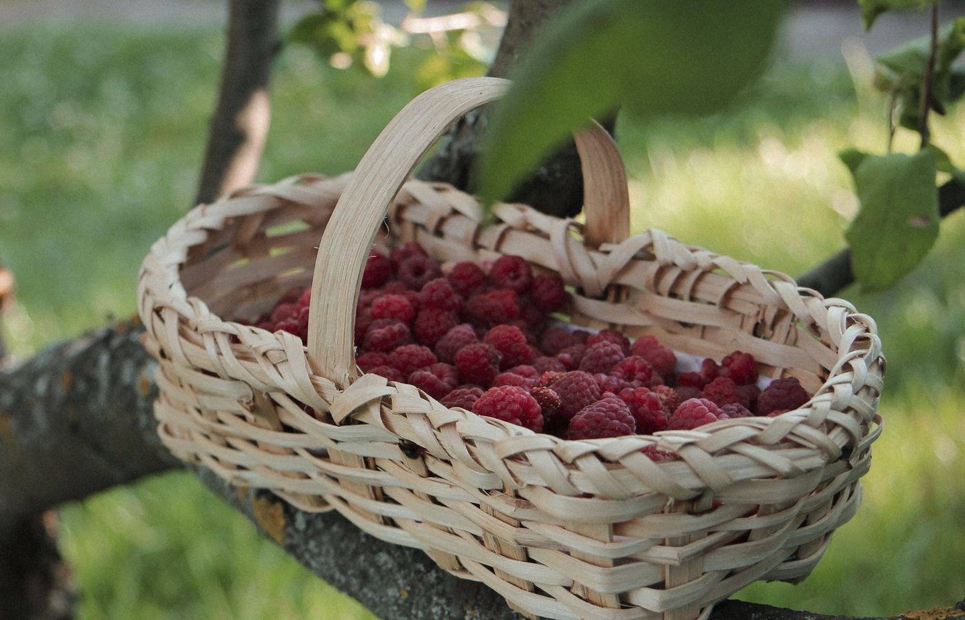 Panier en osier rempli de framboises fraîchement cueillies