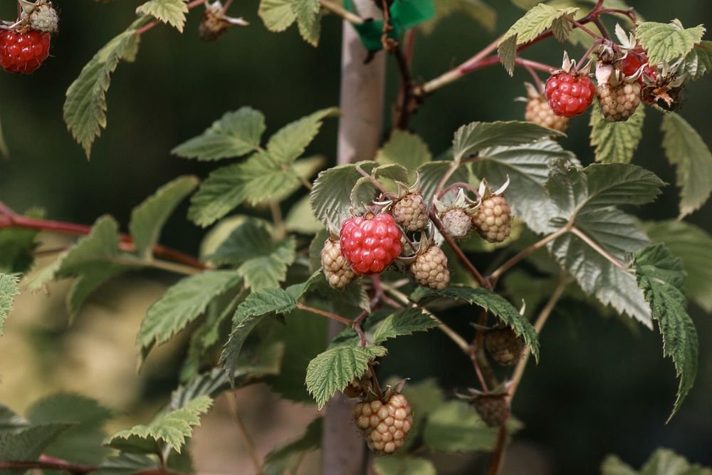 Framboisier portant ses fruits