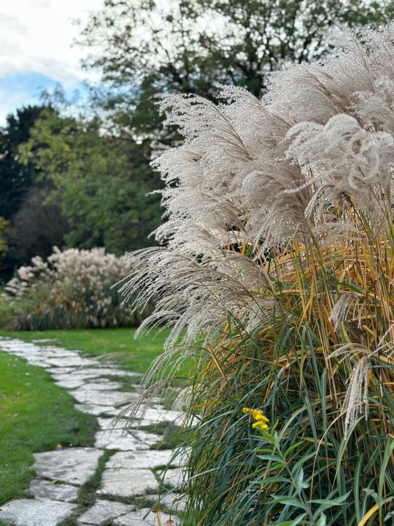 Graminées ornementales le long d’une allée de jardin