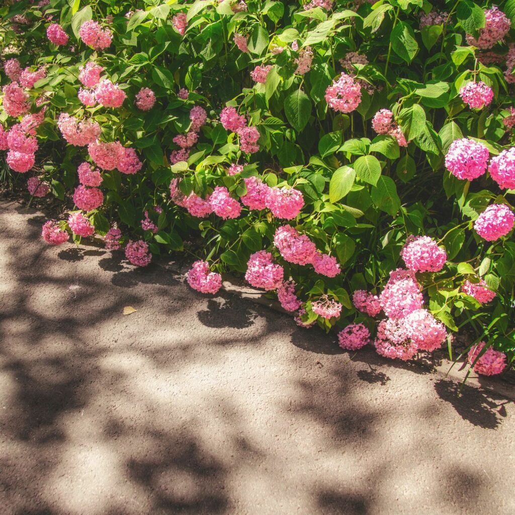Haie d’hortensias roses en fleurs