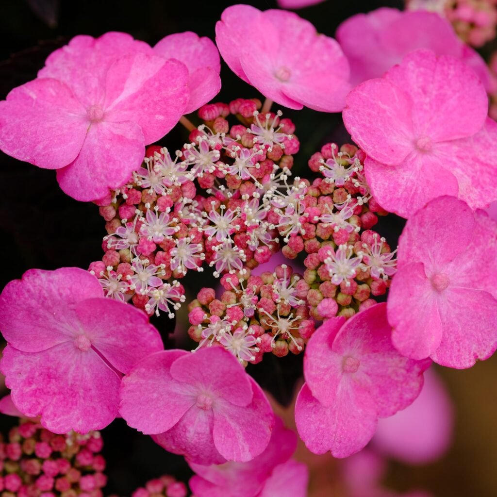 Hortensia à fleurs plates roses