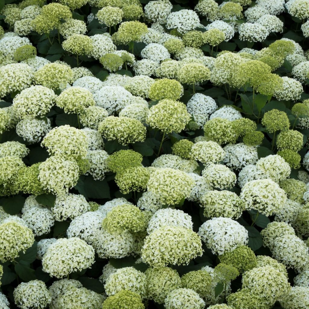 Hortensia aux grosses boules de fleurs blanches