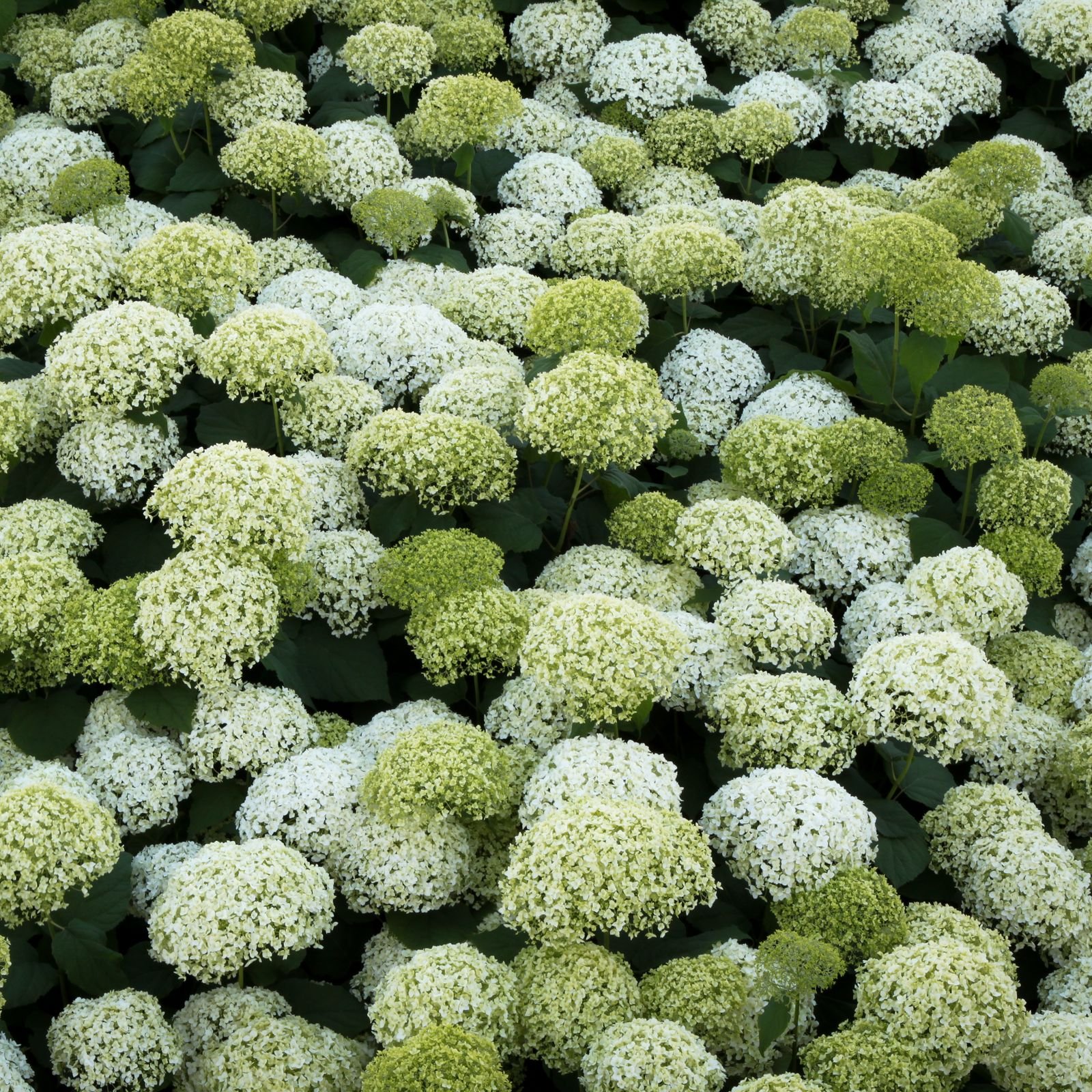 Hortensia aux grosses boules de fleurs blanches