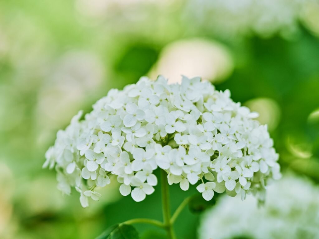 Fleur d’hortensia blanc en gros plan