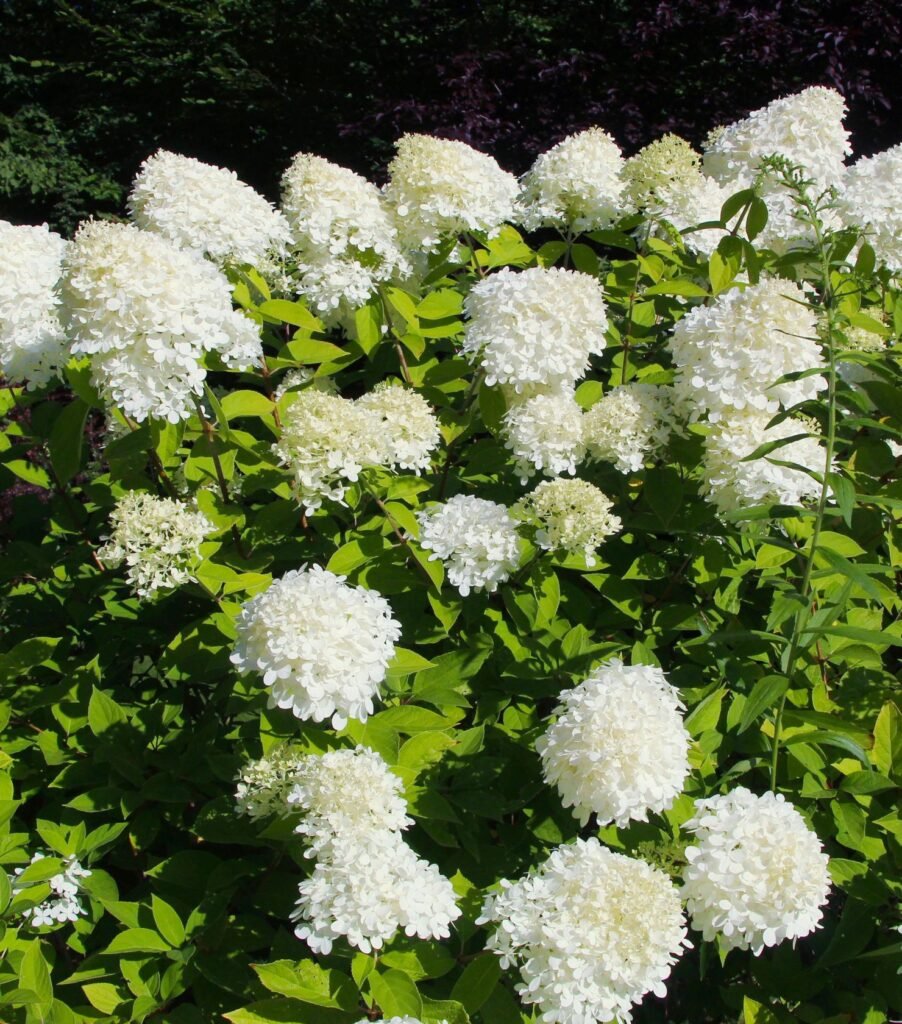Hortensia paniculé aux grandes panicules blanches