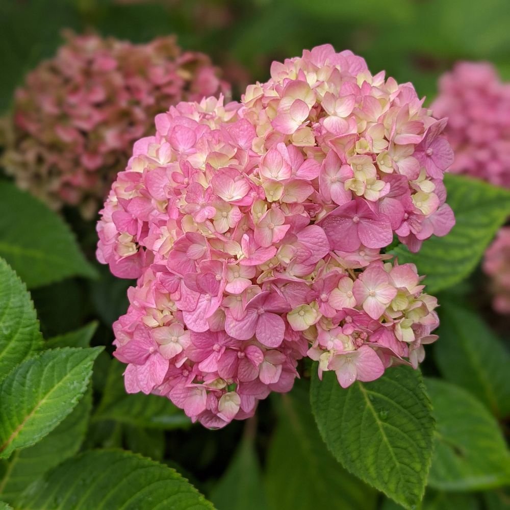 Inflorescence d’hortensia rose