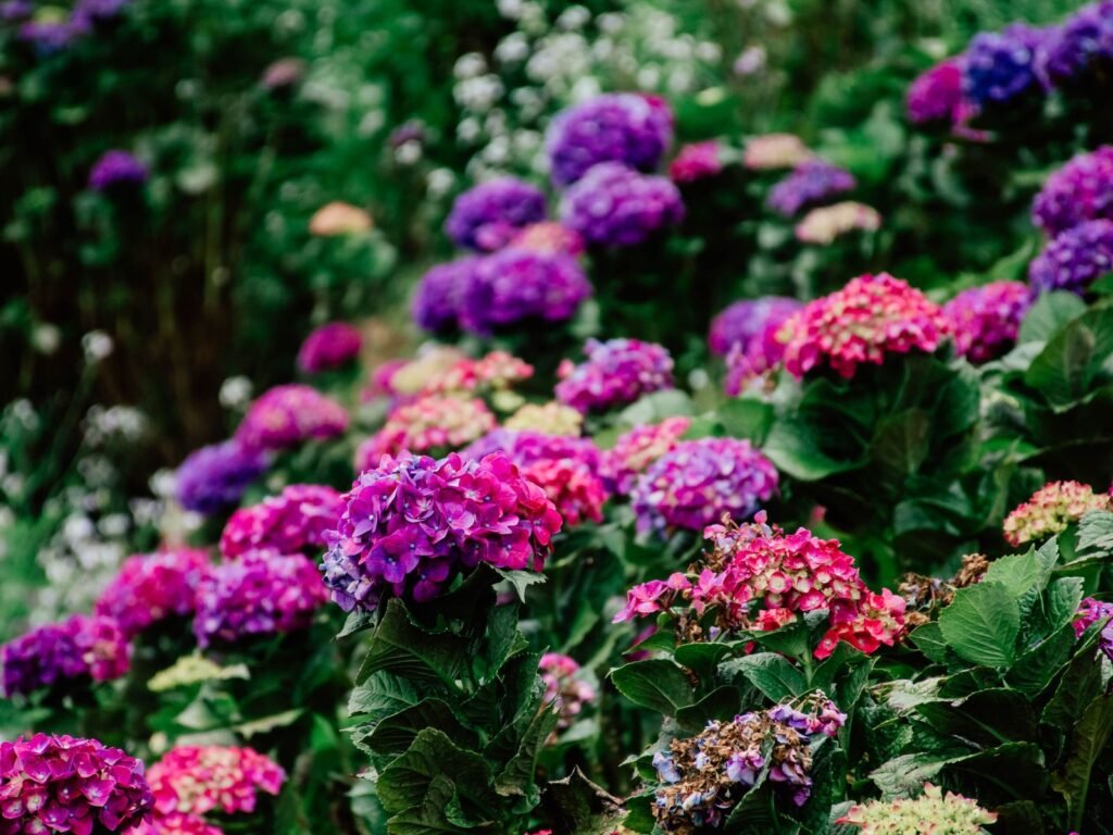 Hortensias roses, violets et blancs mélangés