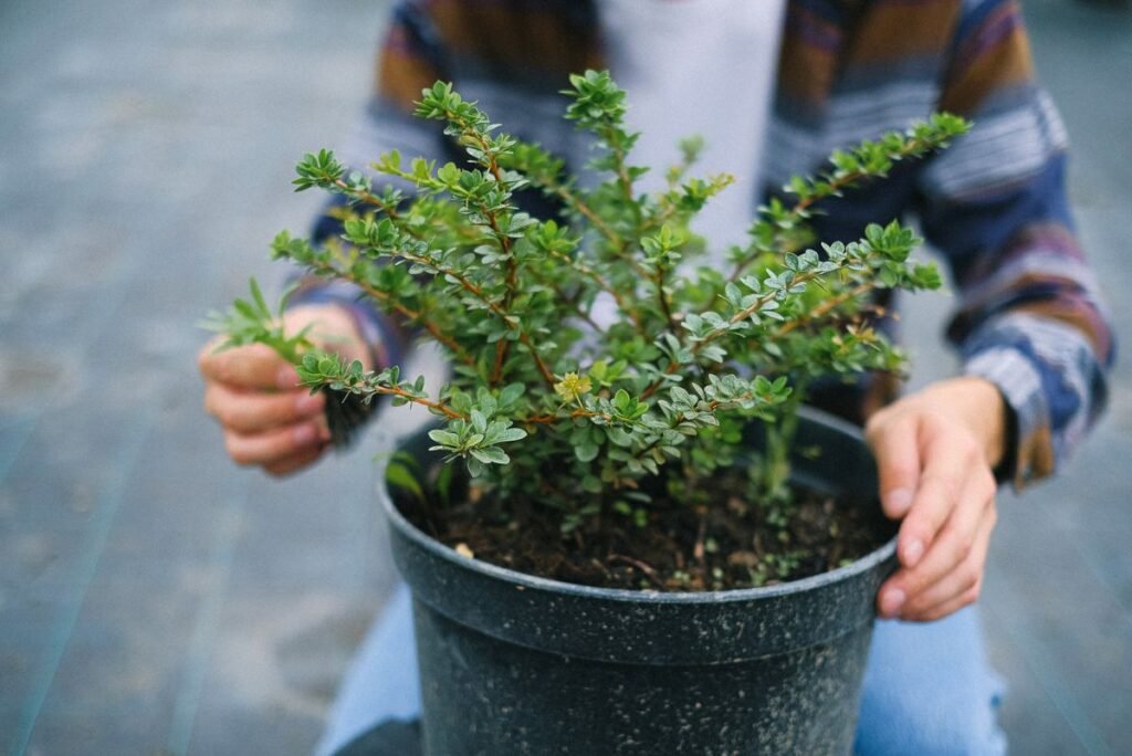 Jeune arbuste en pot prêt à être planté