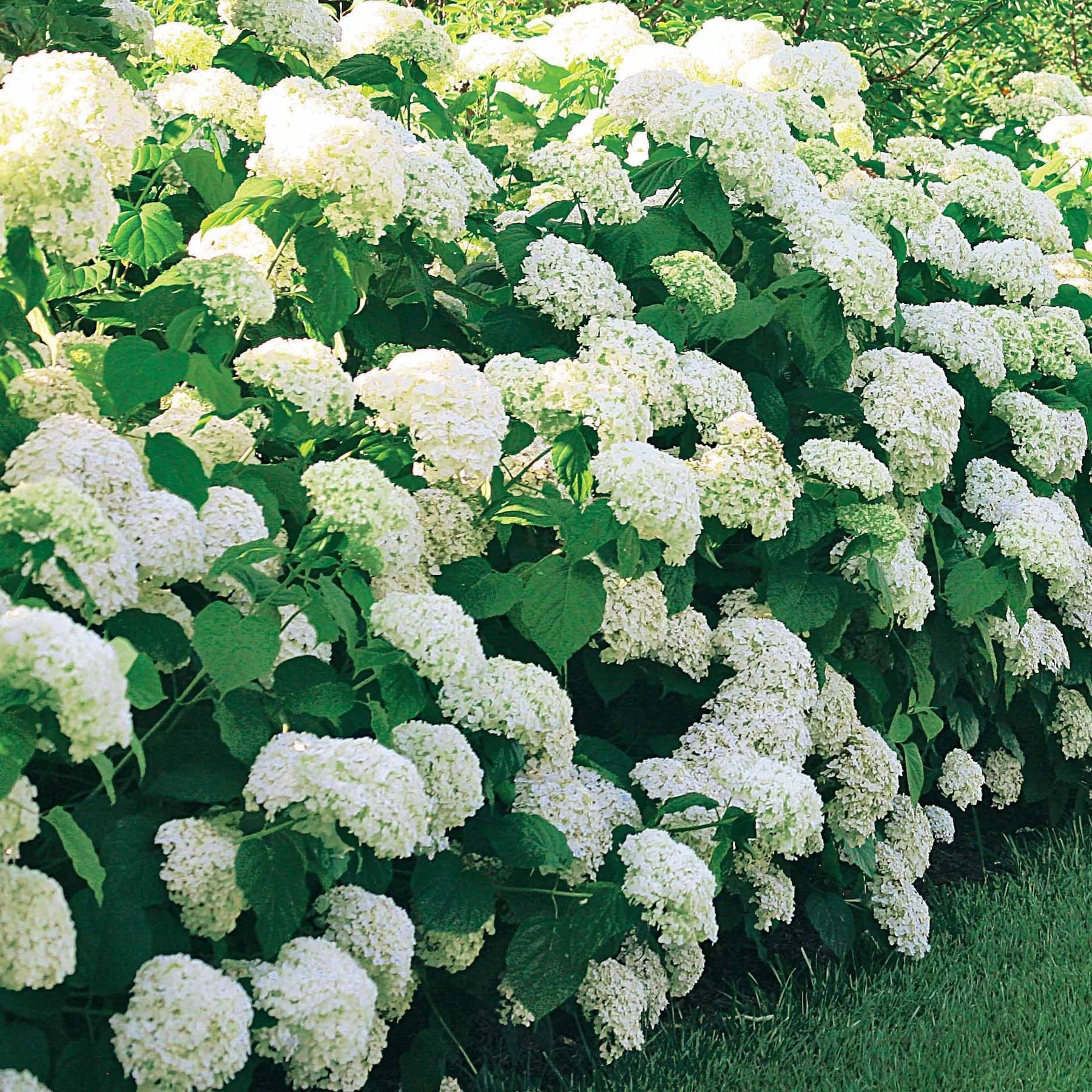 massif hortensia idees (7)