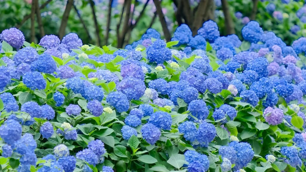 Massif d’hortensias bleus en pleine floraison