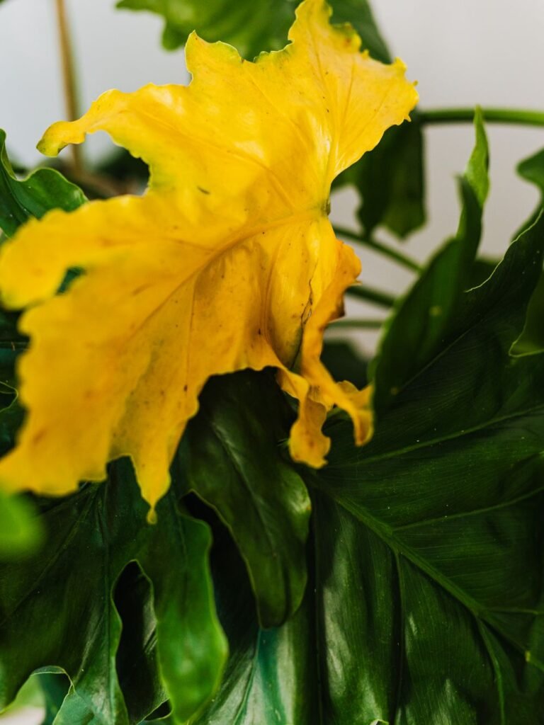 Feuille de monstera qui jaunit