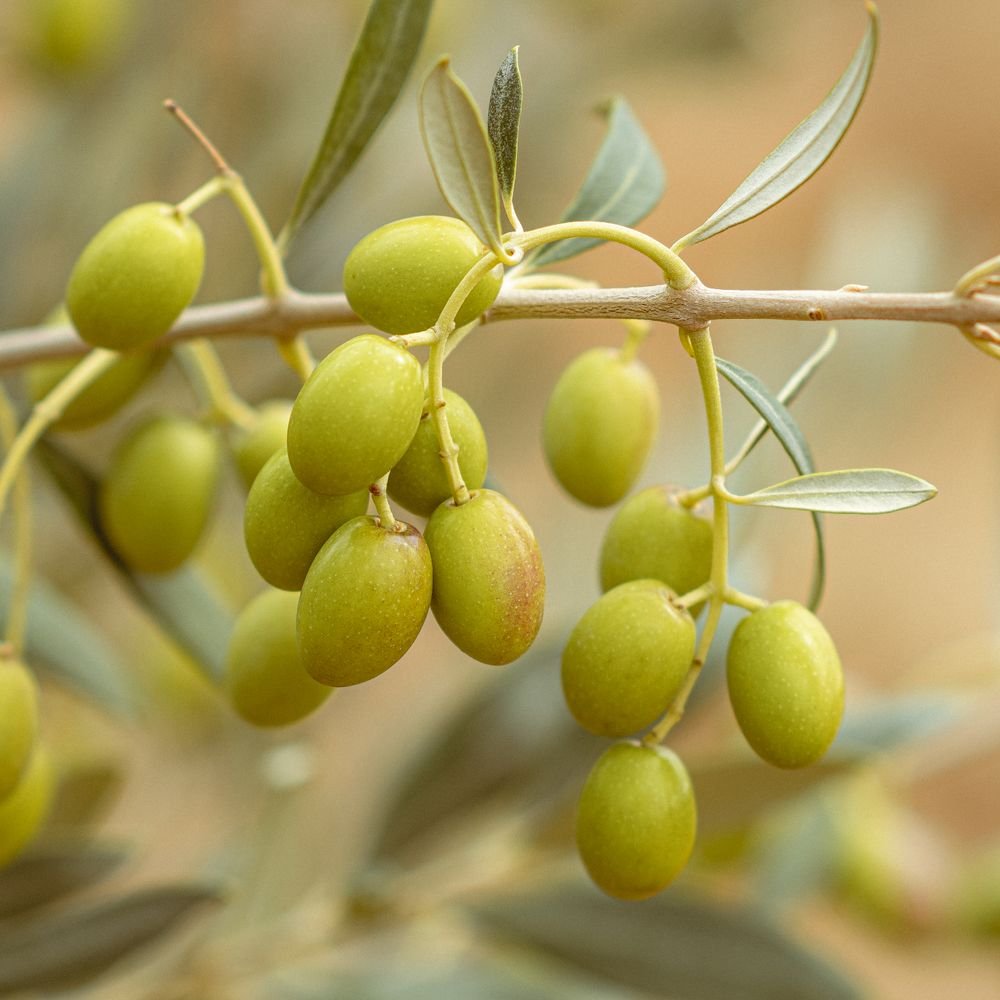 Olives vertes sur une branche d’olivier