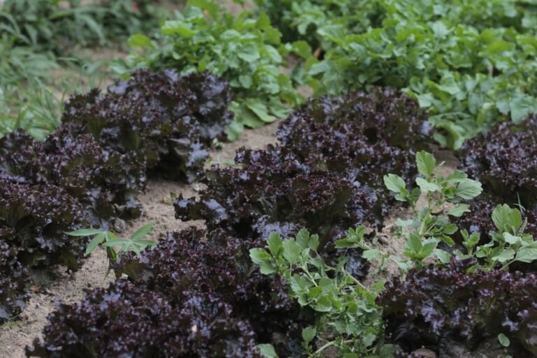 Rangs de salades dans un potager