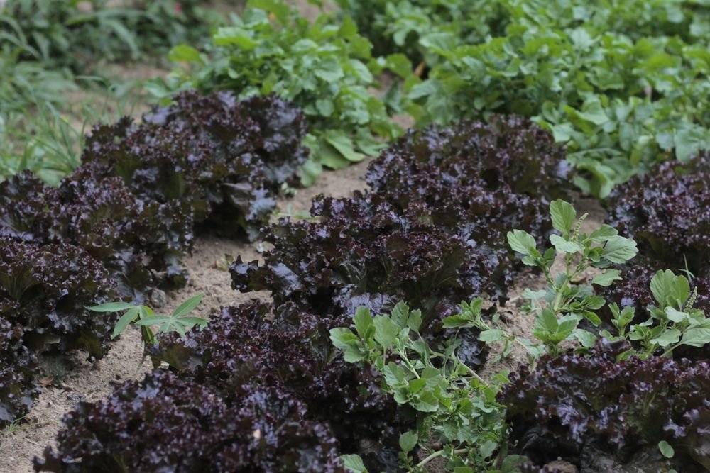Rangs de salades dans un potager