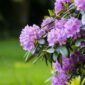 Rhododendron aux fleurs mauves