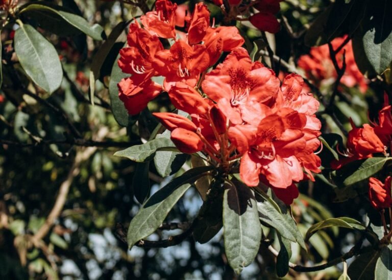 Rhododendron en fleurs rouges