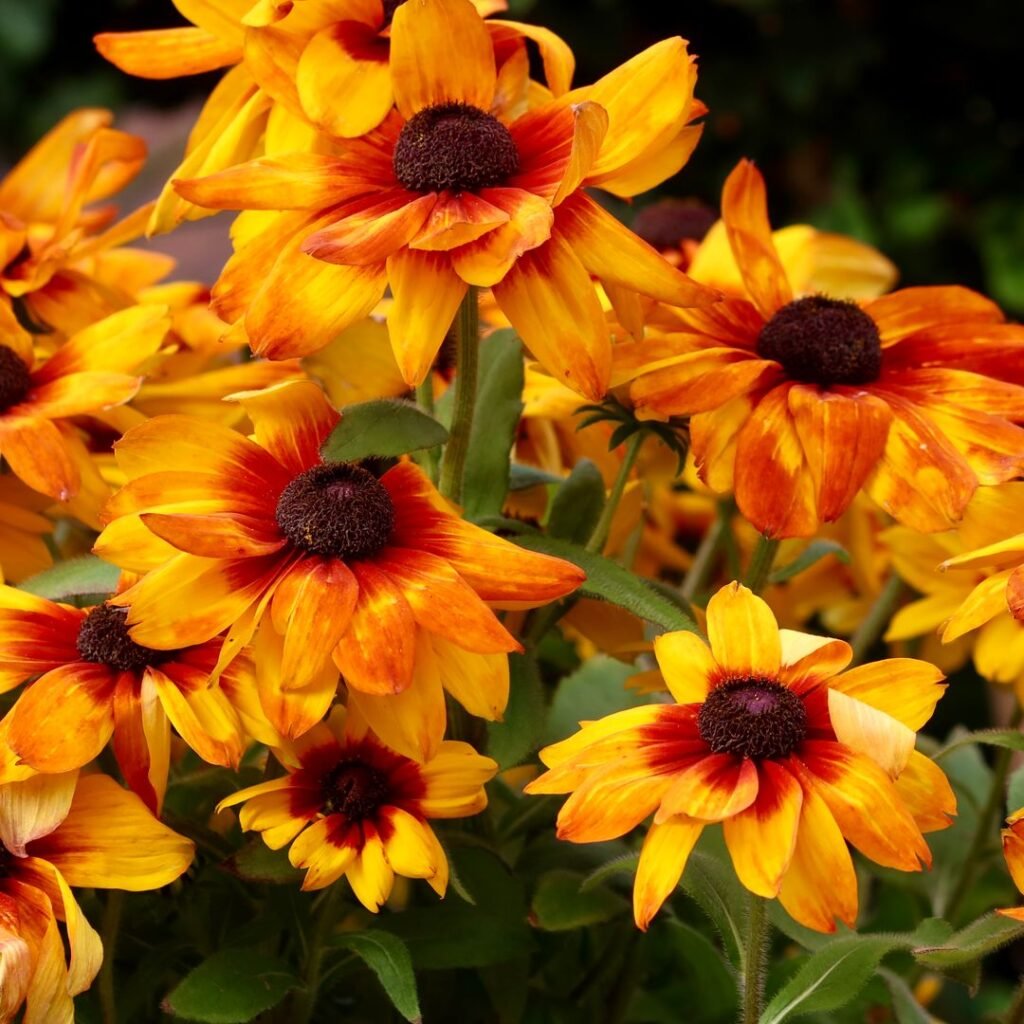 Massif de rudbeckias en fleurs